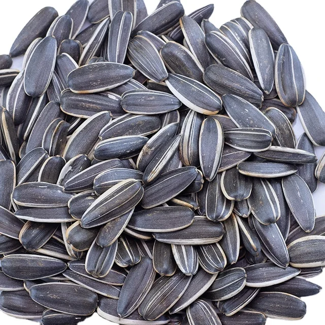 Inner Mongolia Wholesale Non GMO Sunflower Seeds 361 Fresh Sunflower Seeds