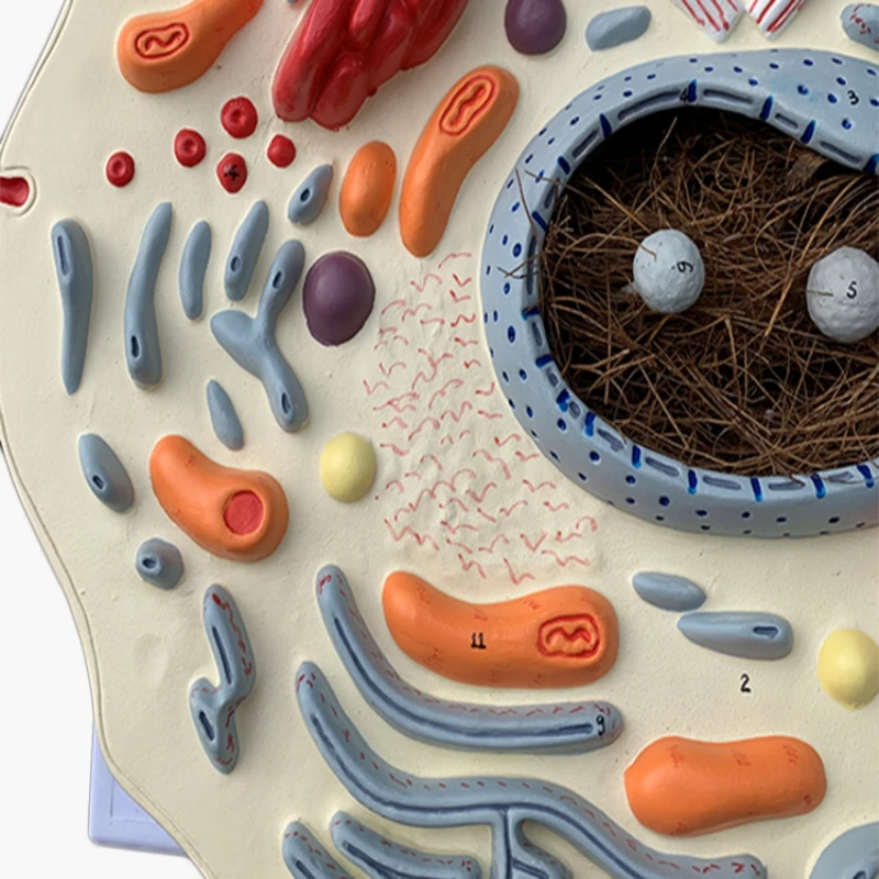 animal cell submicrostructure model hospital biology school teaching aids student learning demonstration model