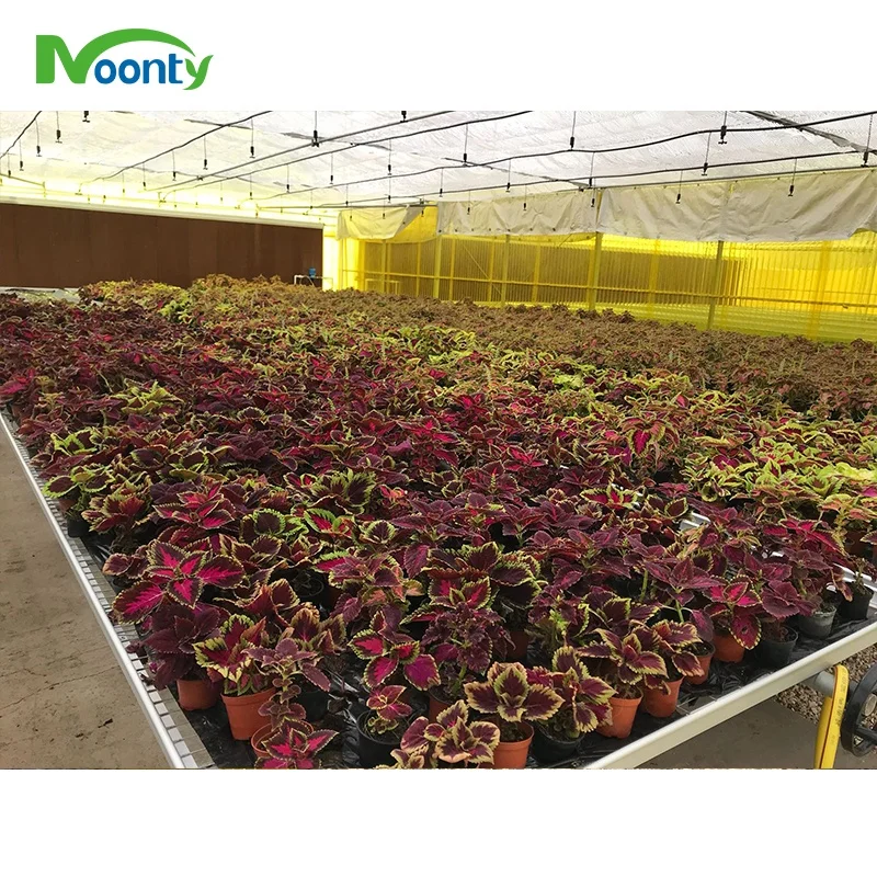 Middle East Corrugate Polycarbonate Agriculture  Green House High Quality PC Sheet Multi Span Greenhouse