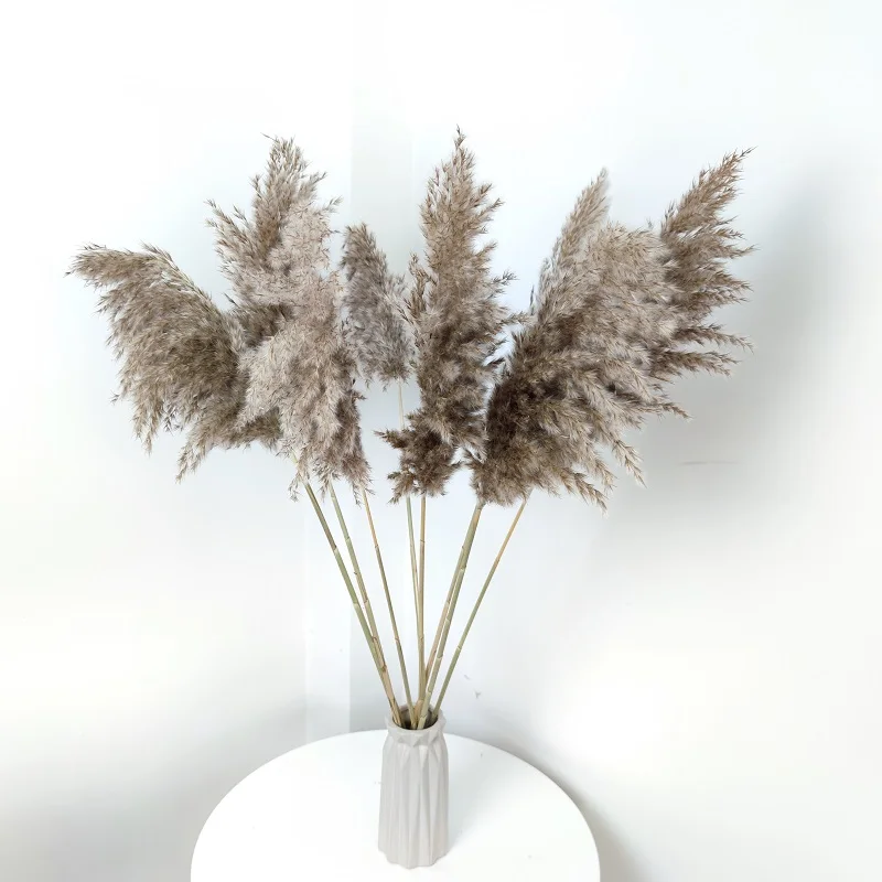 Boho Decor Natural Dried Pampas Grass  70-80 cm Dried Flower Bouquet Pampas Grass  For Decoration