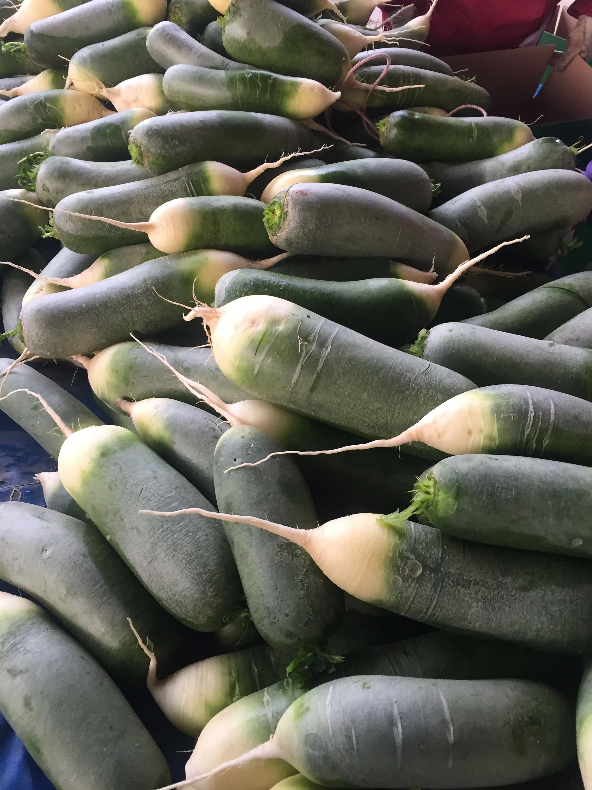 2024 new crop Chinese factory supply Fresh organic vegetables Radish White Green Daikon fruit radish and seeds prices from China