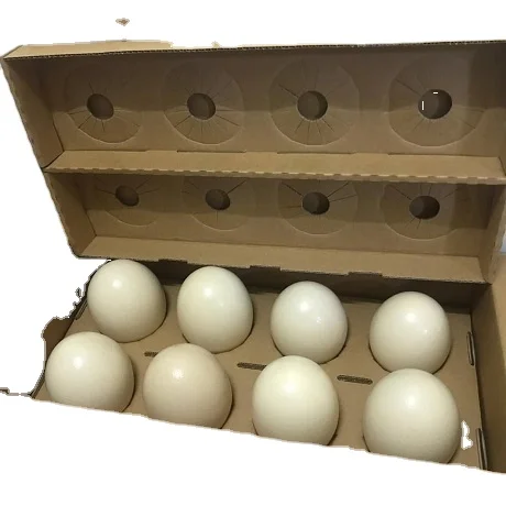 OSTRICH EGGS