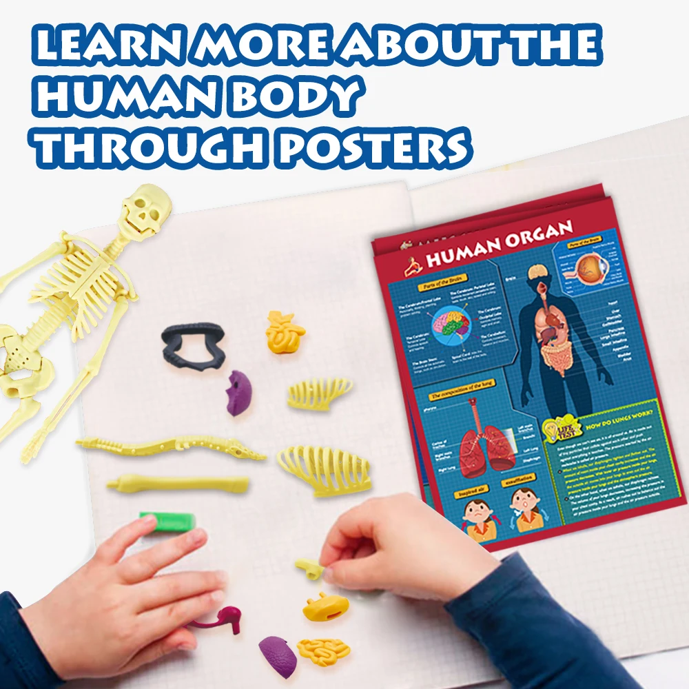 High quality cheap price human organ model toys for Kids school Science experiment teaching tool