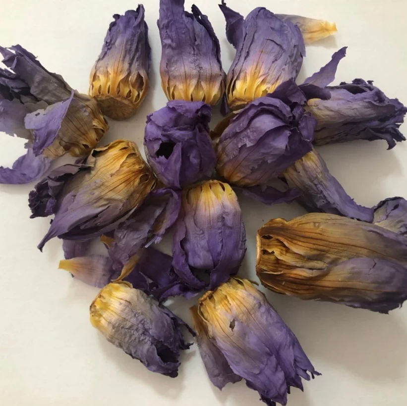 
4009 Lan lian hua famous Chinese traditional medicine blue lotus 