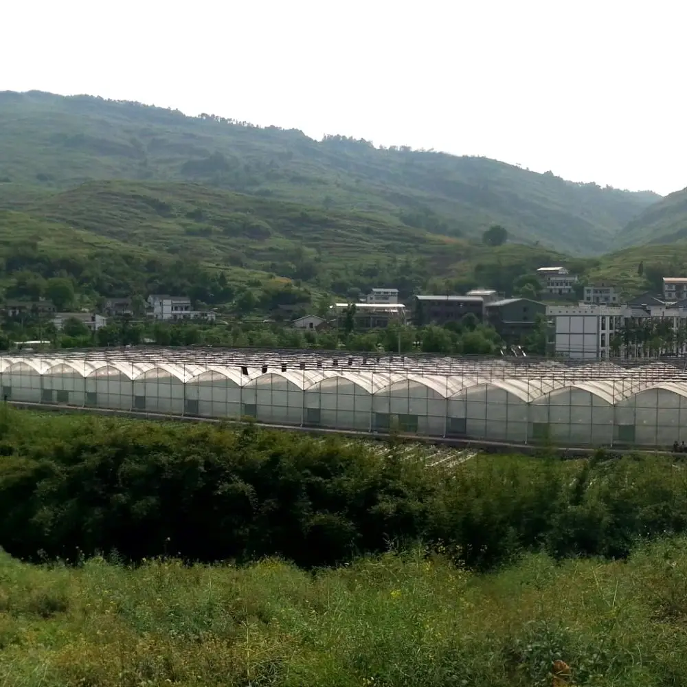 China Low Cost Energy Saving Solar Strawberry Film Multi-span Tunnel Plastic Film Greenhouse For Agricultural