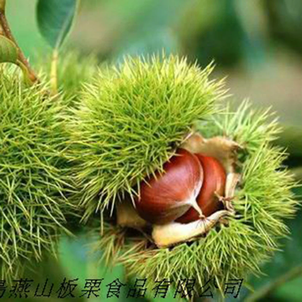 2023 New Crop Top Quality Fresh Chinese Chestnut with Bright Color