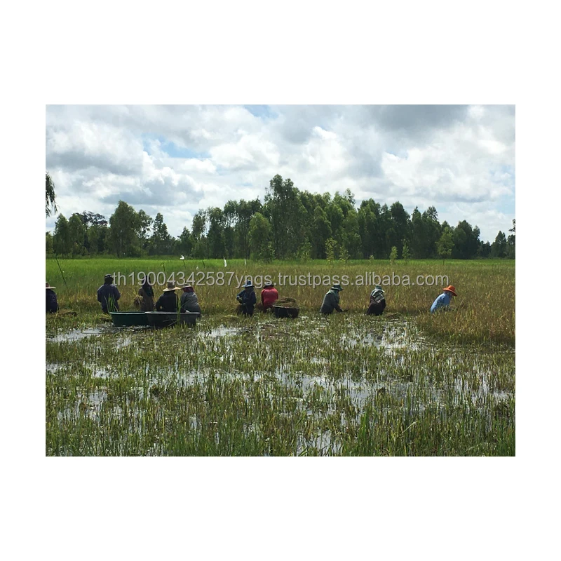 Новое путешествие в тайскую сельскую местность, отдых в тайской местности