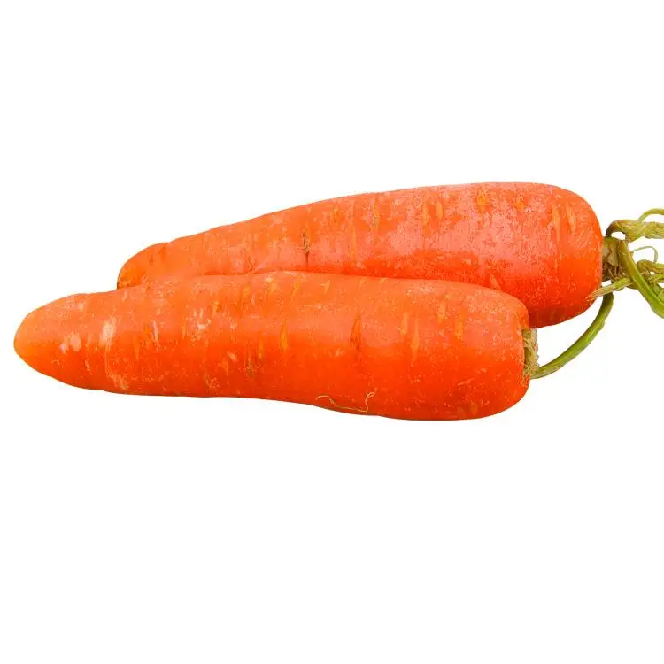 
new crop fresh carrot factory supply carrot supplier 
