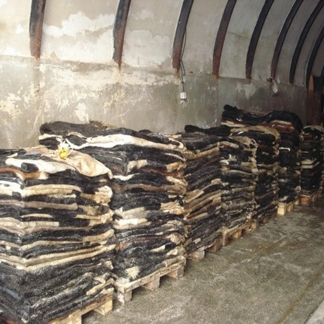 Bulk Salted Cow Head Skin /Available Wet Salted Donkey Hides/ Cow Hides/Sheep