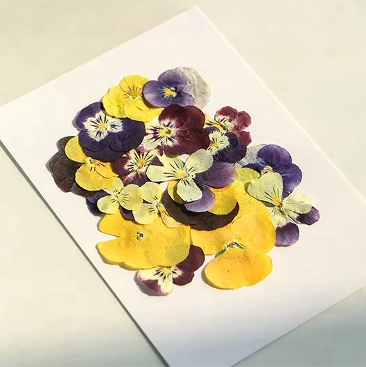 18pcs/pack Pansy/Violet/Viola Pressed Flower Mix Colors Bag For Wax Seal Epoxy Resin Jewelry Phone Case And DIY Craft