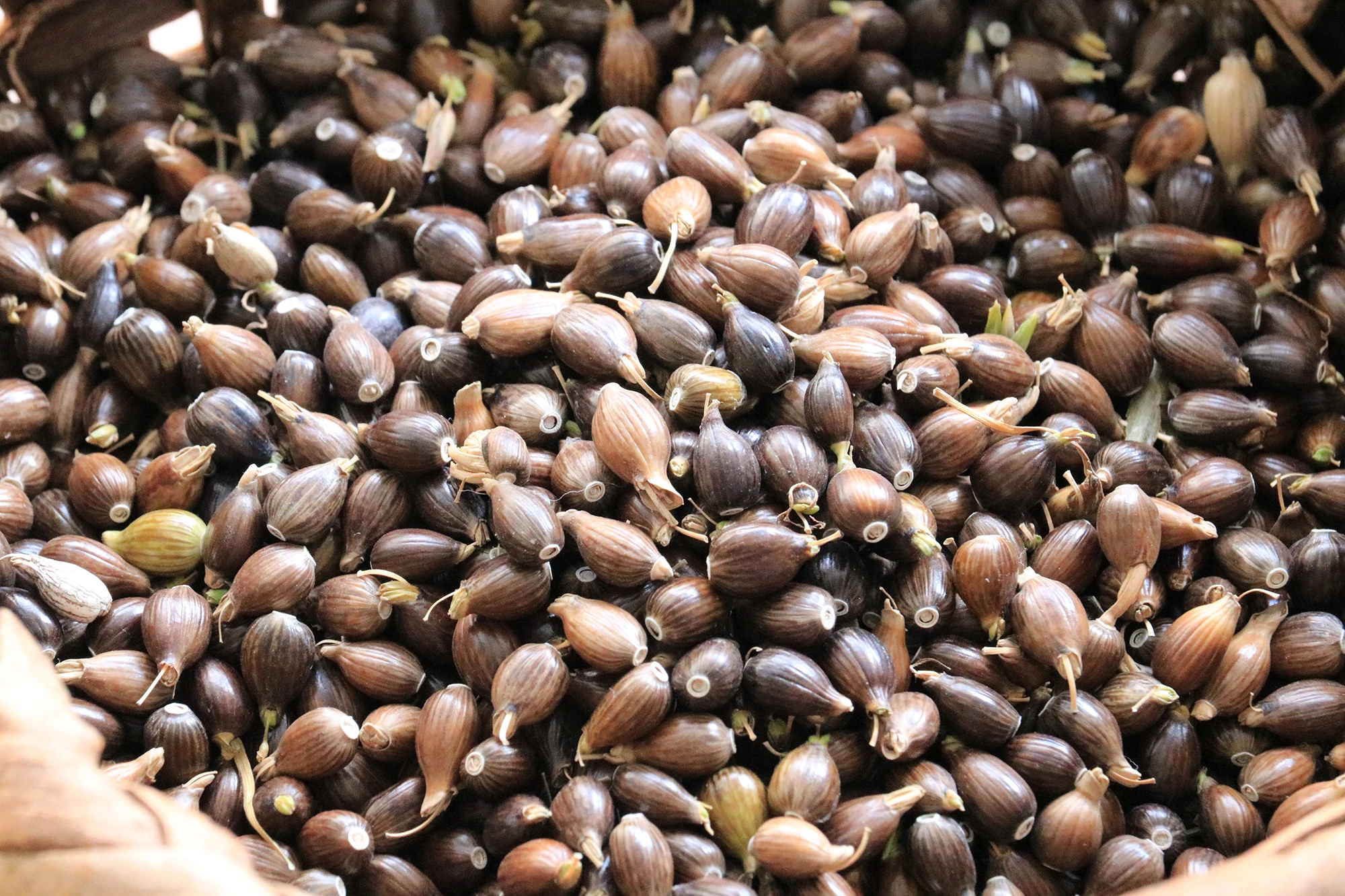 Japanese tea hot sale grain barley packaging loose leaf asian flavors tea