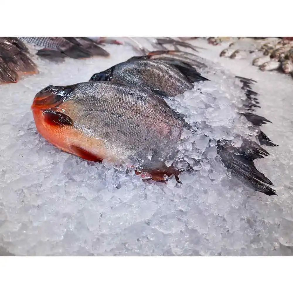 Замороженная красная рыба pacu pompano boerderij opkomst rode pomfret peixe vermelho congelado замороженная