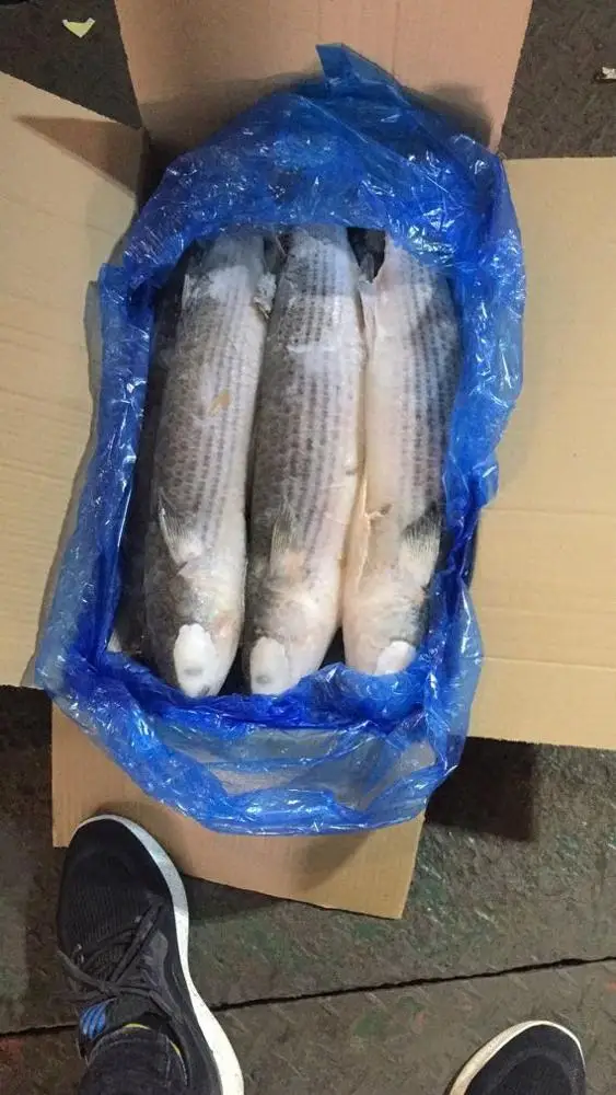 Hight quality  Gutted Grey Mullet Frozen on Land