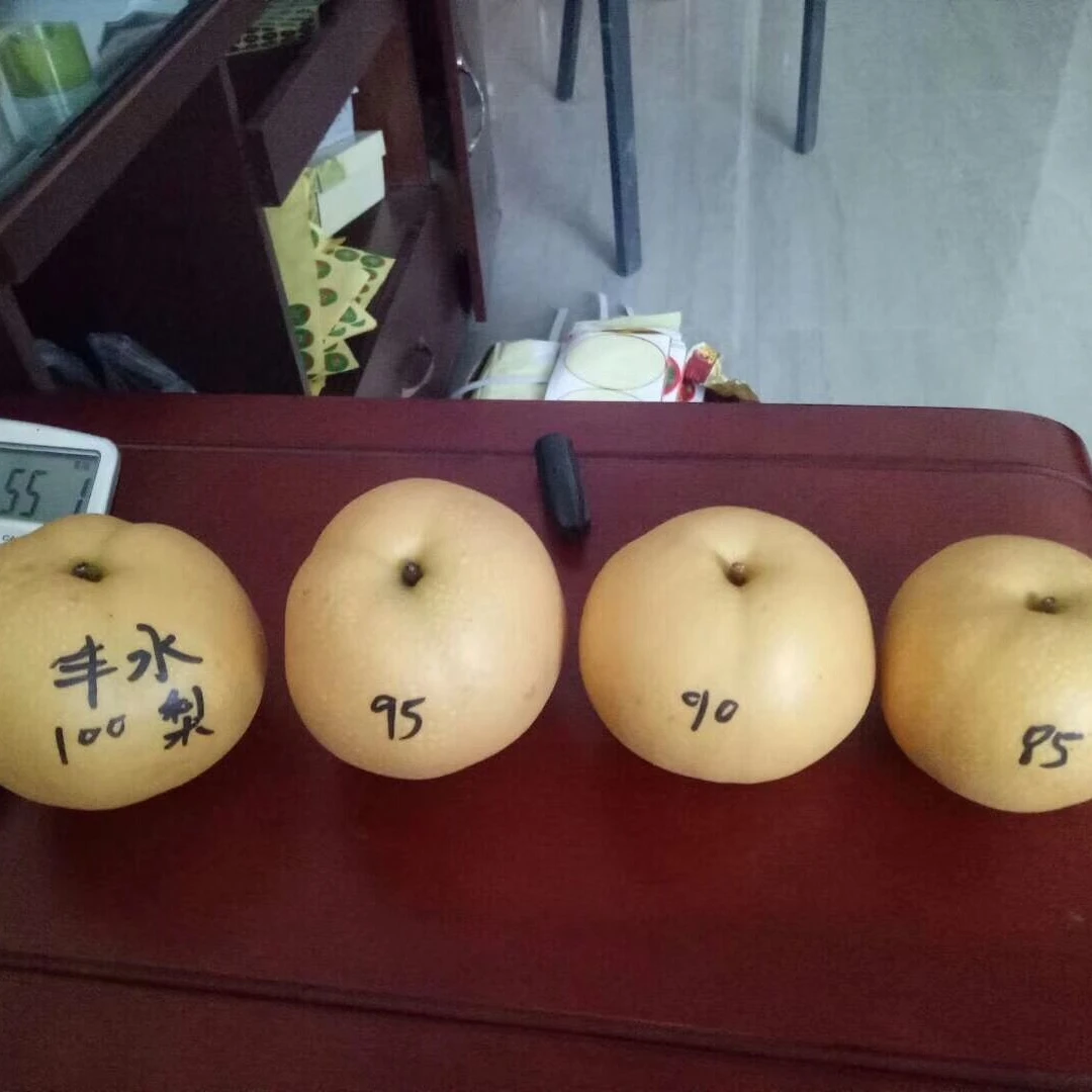 Top Grade Fresh Fengshui Pear at Cheap Price