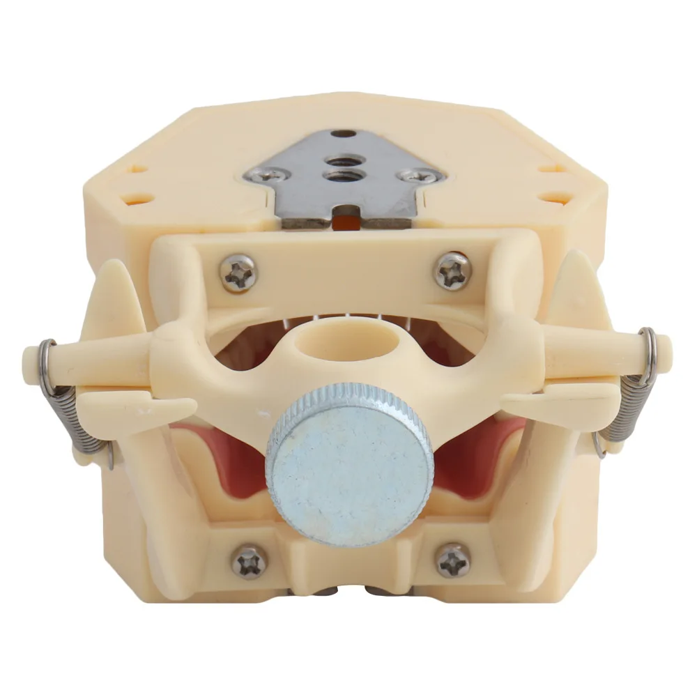 Frasaco Dental Model (32 Tooth) Soft Gum Teaching with Removable