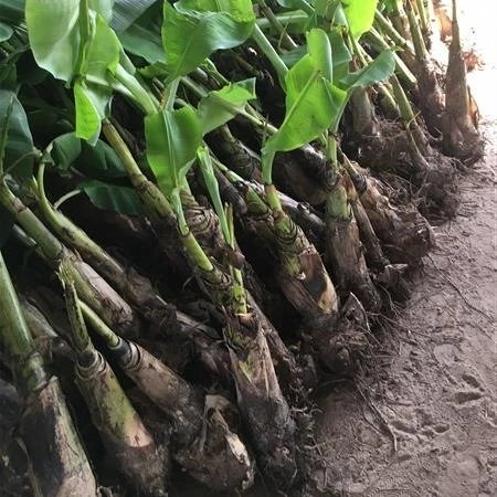 
Thailand Wholesale Outdoor Real Cavendish Banana Tree Plant for Sale 
