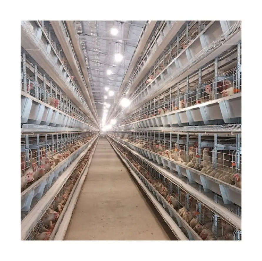 Полностью Автоматизация птицеводческого оборудования для оптимальной отдачи