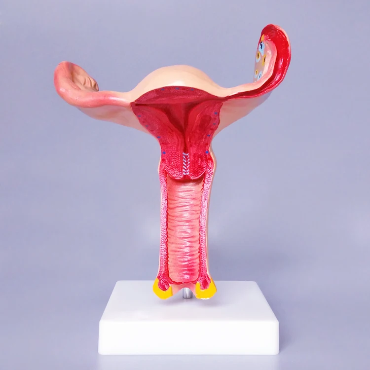 Medical Anatomy Female Reproductive Organ Model, Female Uterus Model For Medical Science