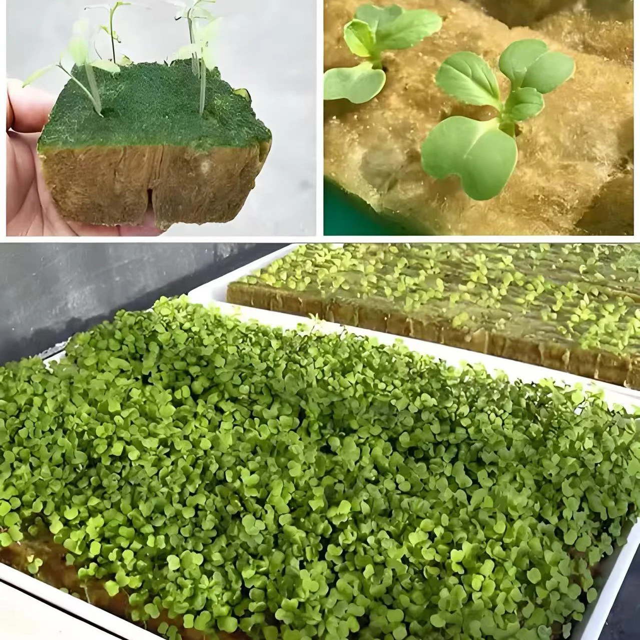 Best price for greenhouse seedlings, hydroponic rock wool seedlings cuboid