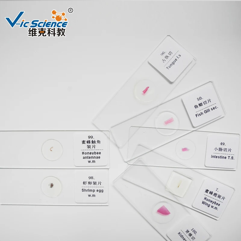 Animal Histology Microscope Slide Student Prepared Slides for Learning