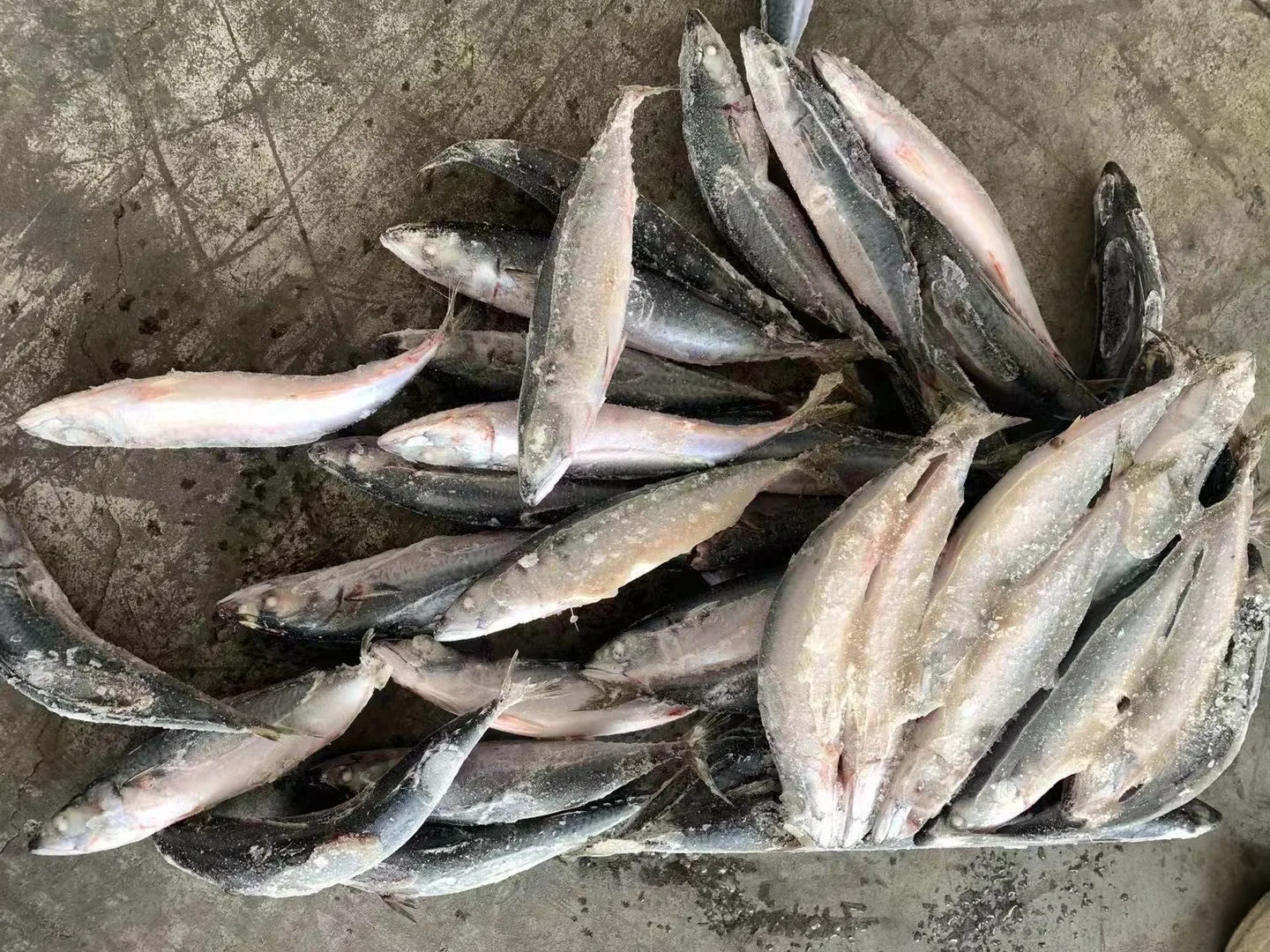 Wholesale Promotional Fast Delivery Sea Food Frozen Pacific Mackerel Fish Whole Round