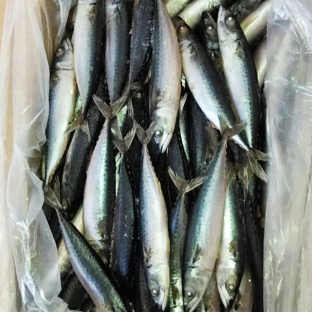 China Top Sale New Season Sea Catch IQF Frozen Pacific Mackerel WR Scomber Japonicus Fish
