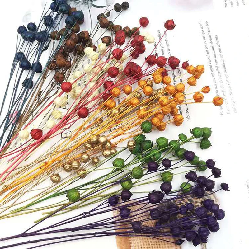 China Yunnan cheap decorative flowers home events wedding decor eternal jequirity dried flowers & plants for flower arrangement