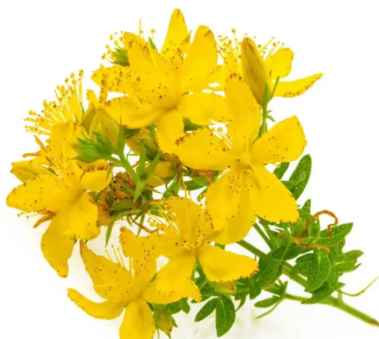 Pure Natural Plant Extract Senna Leaf Extract Sennoside 6% 10% 30%