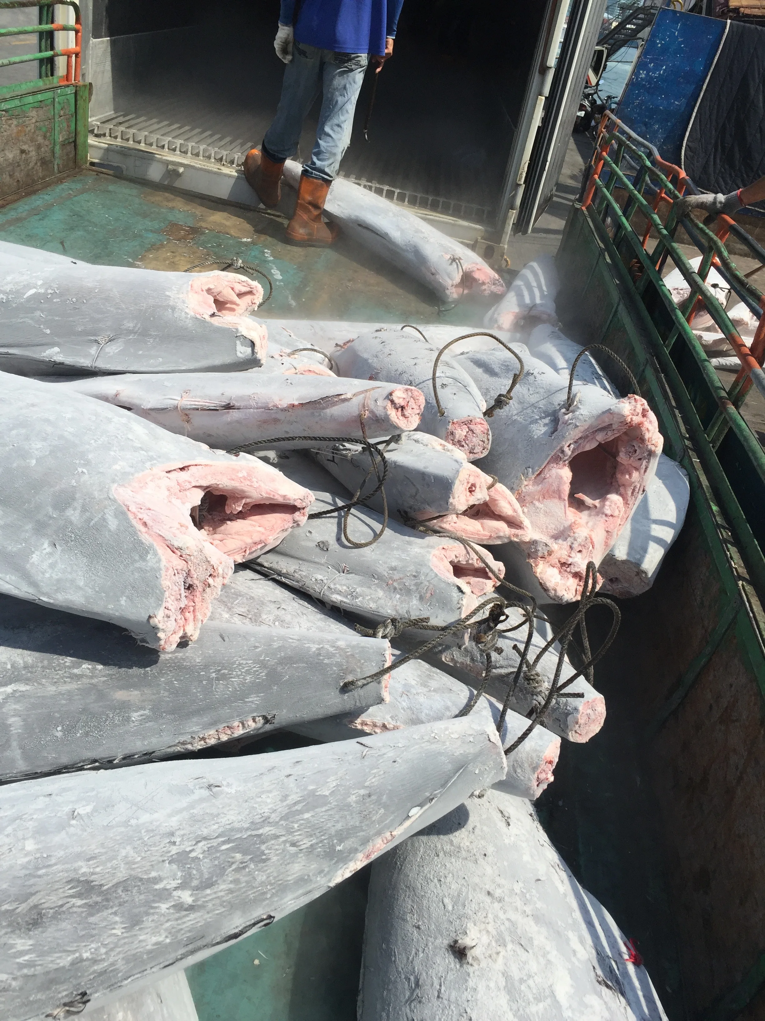 
2020 Wholesale IQF frozen Blue Marlin for fresh seafood 