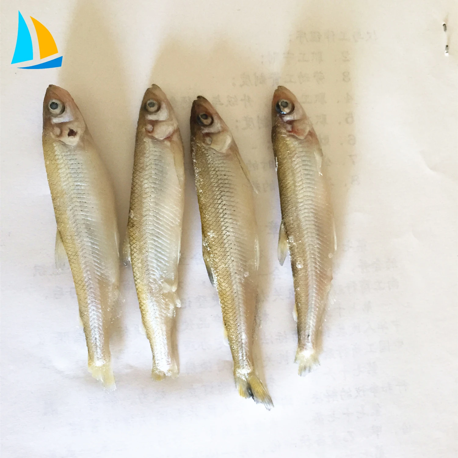 All types of frozen seafood cheap pond smelt fish supplier