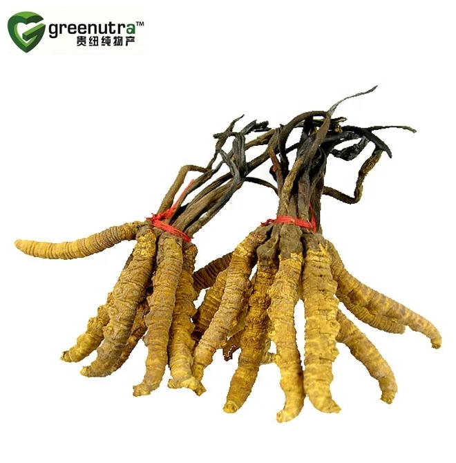 Cordyceps Sinensis Extract/yarsagumba extract/cordyceps extract