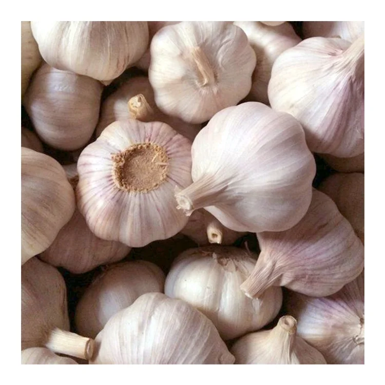 fresh garlic wholesale for export hot sale 5.5 cm 2024 new crop garlic with GLOBAL GAP & GAP & ISO9001