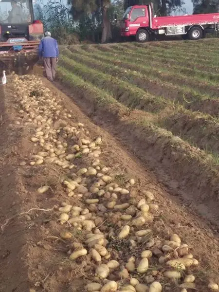 Высококачественный свежий Египетский картофель китайский горячая