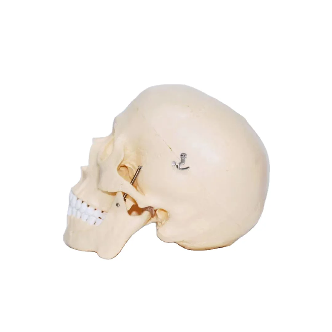 Good quality medical teaching human bone anatomy detachable skull model