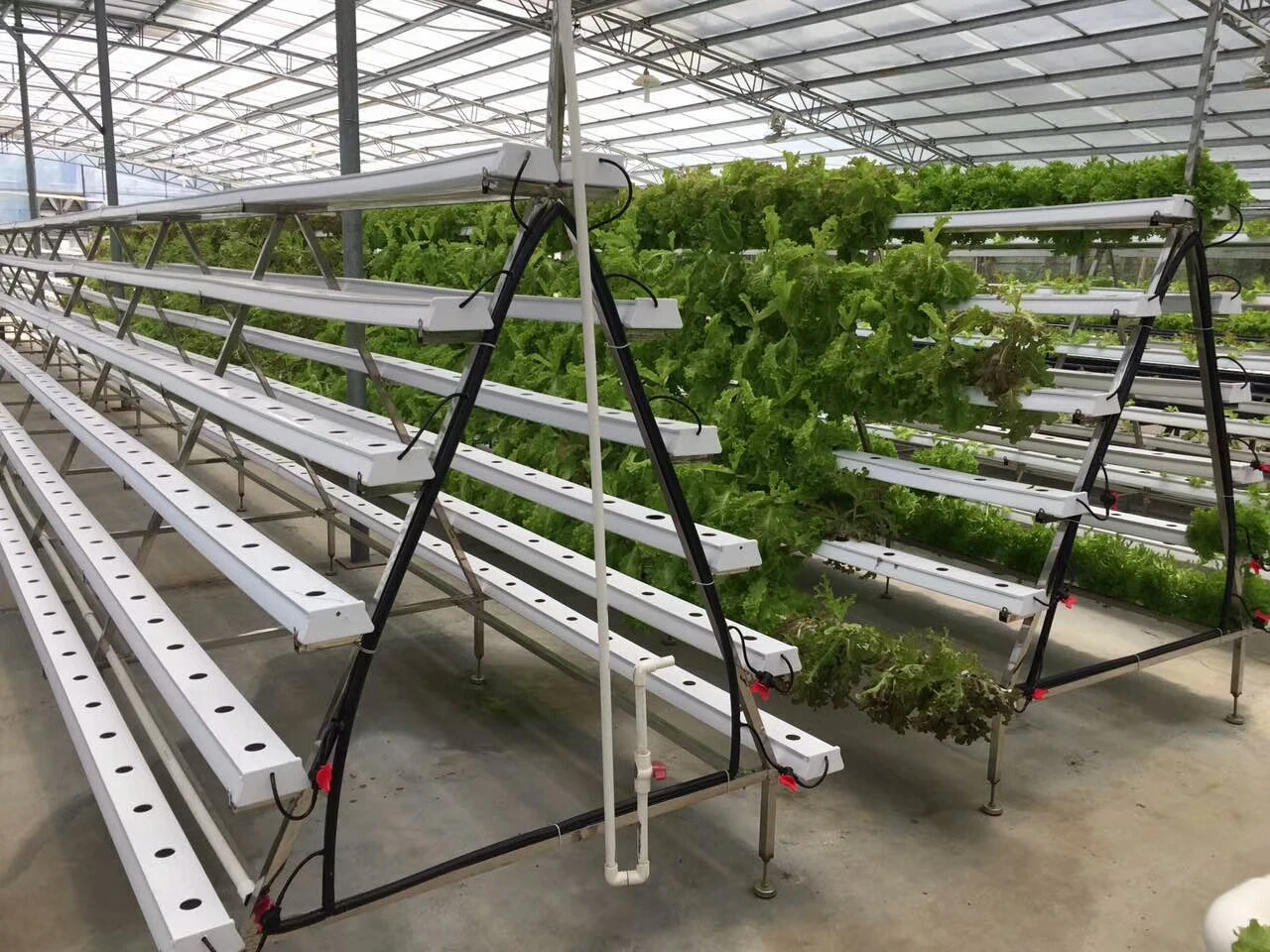 Low Cost greenhouse hydroponic strawberry vertical farming NFT cultivation system
