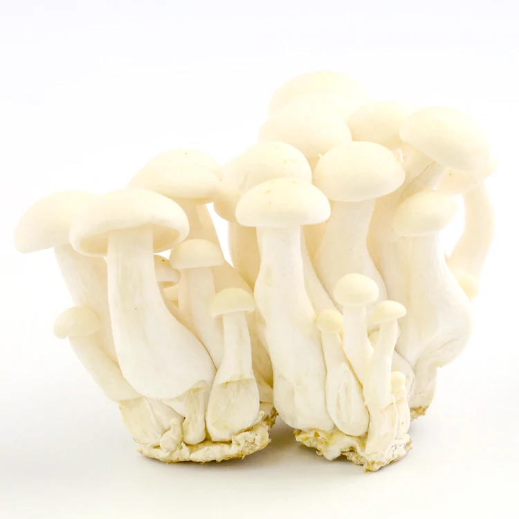 
Chinese farm Best Selling supple fresh golden mushroom 
