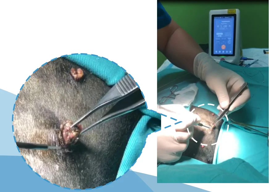 Dimed Hot sale 980nm 15w diode laser Veterinary Surgery and Physiotherapy dog cat horse