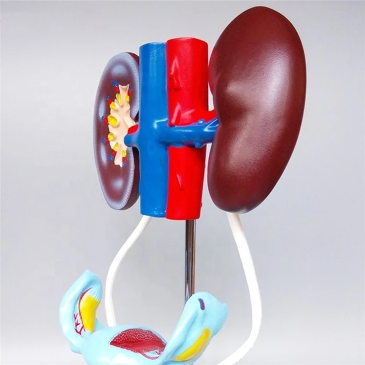 Медицинская демонстрация материала и анатомии из ПВХ модель женской вагины мочеполовой системы