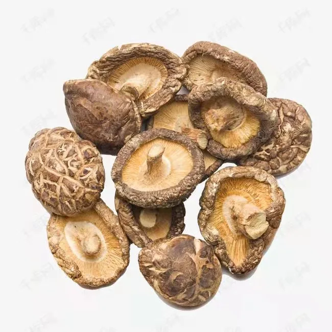 High Quality Shiitake Spawn Biodegradable Mushroom Dried Shiitake Mushroom Slice  Dry Mushrooms