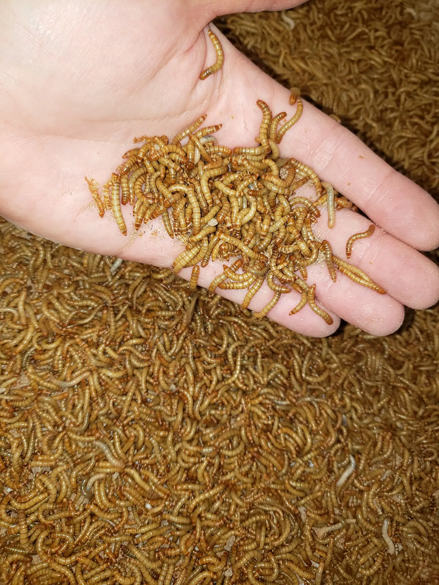 Fully Stocked Wholesale Fish Bird Snack Food Microwave Dried Mealworms