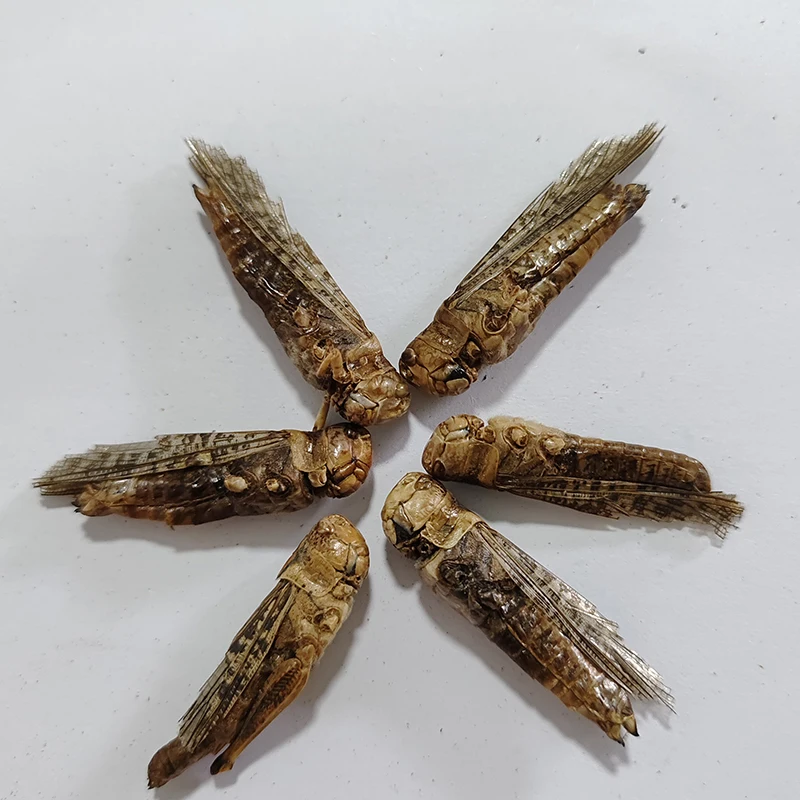 Excellent Insect Feed for Your Furry Friends. Abundant in Zinc. Improve Skin & Coat Health.Dried Grasshopper
