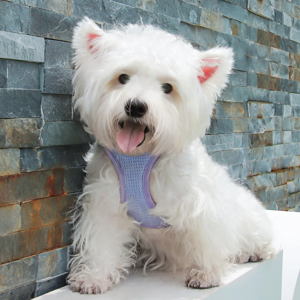 Wholesale Waffle Fabric Luxury Lovely Breathable Chest Harness Set for Small Dog