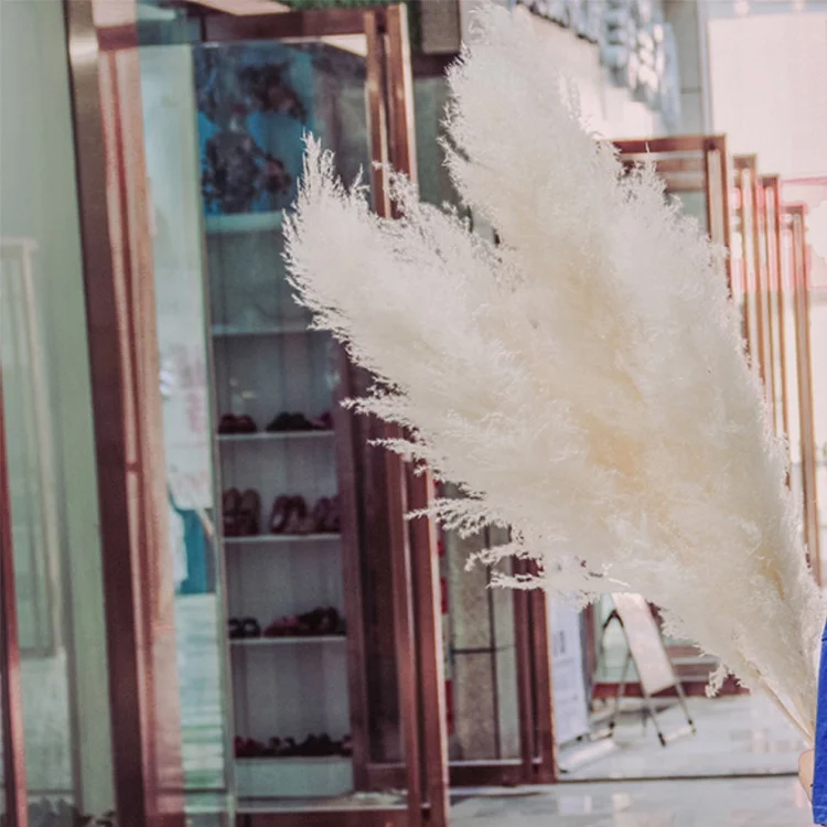 
Amazon Hot sell dry flowers dried decorative pampas grass 70-80cm large stem for wedding decoration 