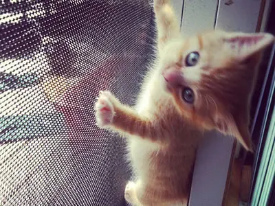 380g Fly Screening Insect Mesh Protector for Door & Window / Cat Safety Pet Screen Mesh Roll