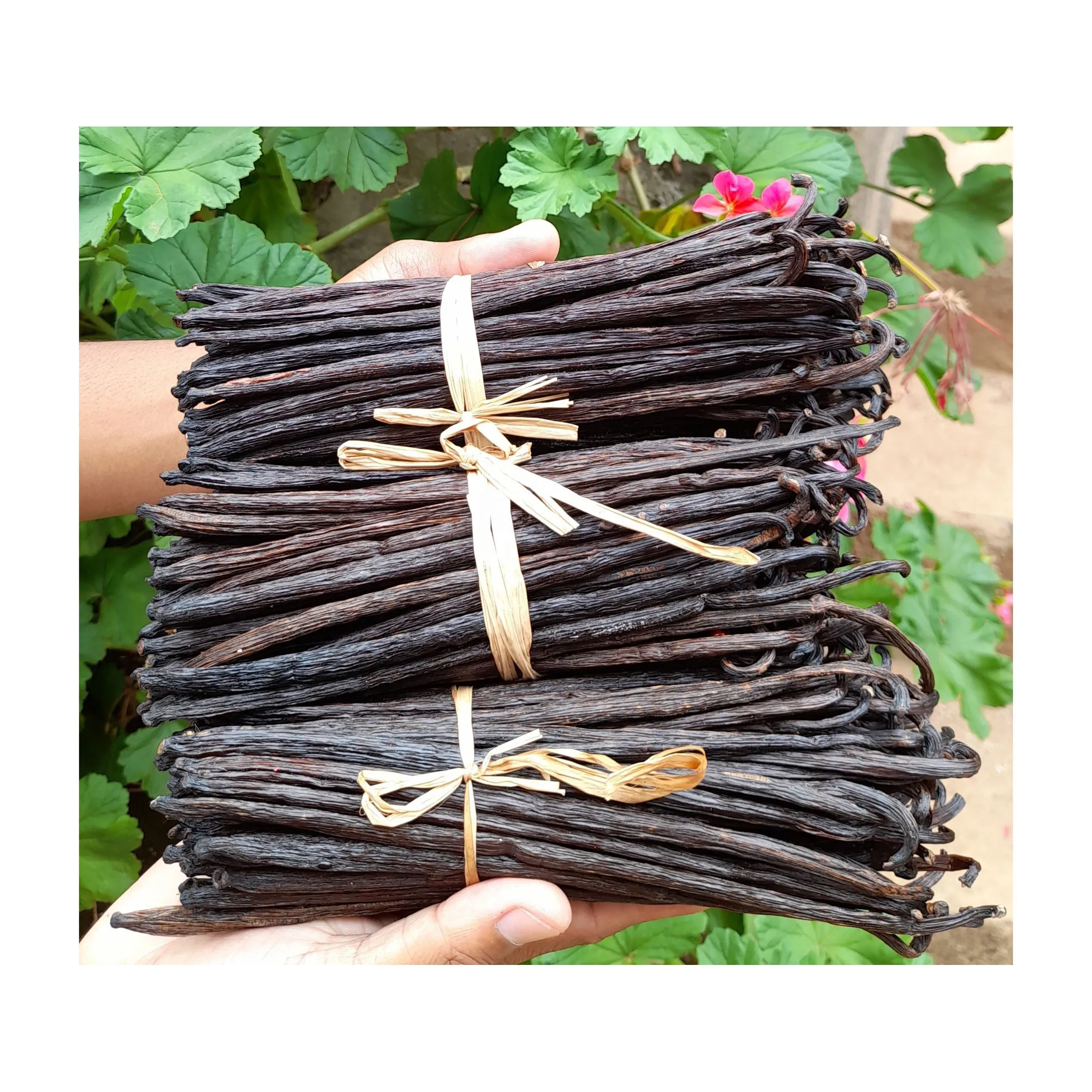 Мадагаскарский натуральный экстракт и запекание ванильных бобов, цены импортеров экспортеров