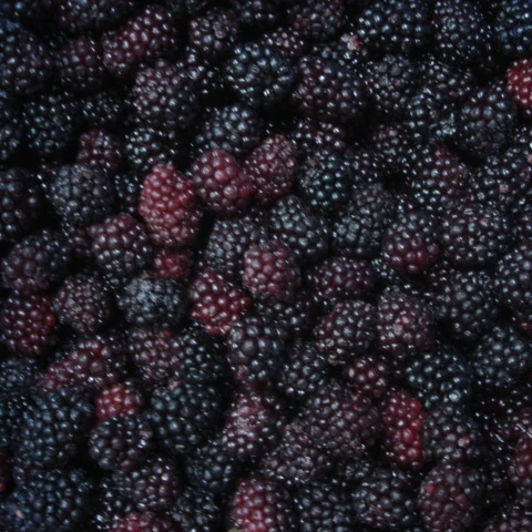 China Manufacturer Frozen Blackberry IQF Frozen Blackberry Fruits