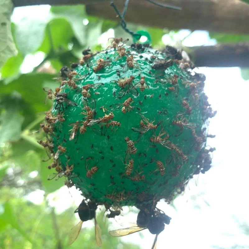 Green Yellow Fruit Fly Glue Trap Ball Disposable Fly catcher Sticky Fruit Fly Trap Ball