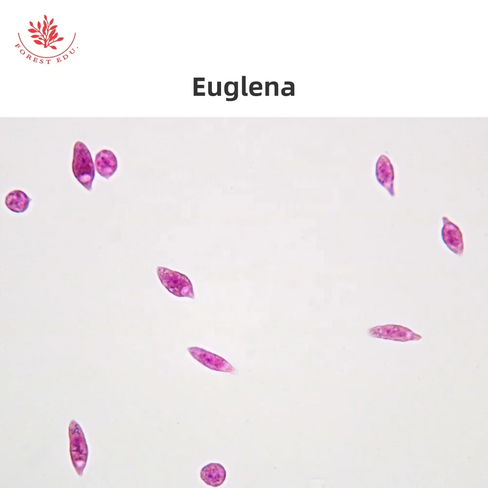 Microscope Slides 10Pcs Protozoa And Algae Slides Set Medical Science Microbiology Education Specimen Prepared Microscope Slides