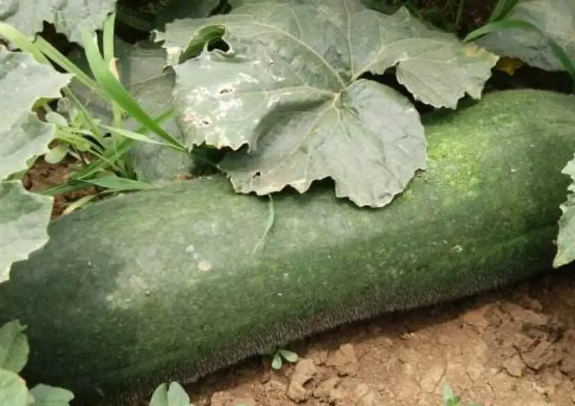 
Hei you da Dong gua NON-GMO new dark green winter melon seeds 