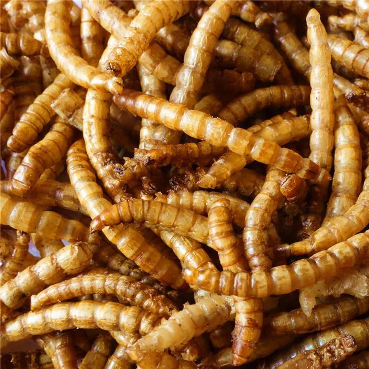 
non-gmo best price insect high protein parrot bird food 